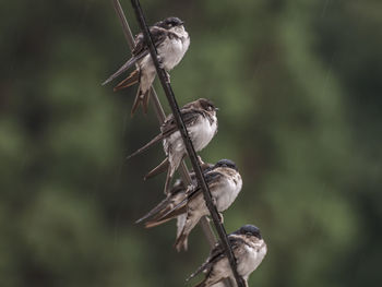 Sparrows waiting in the rain to stop