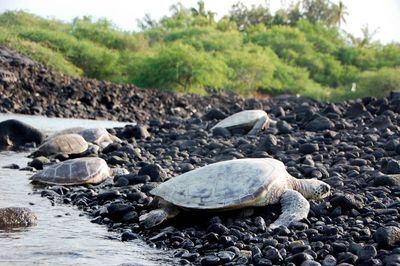 Sea turtles on shore