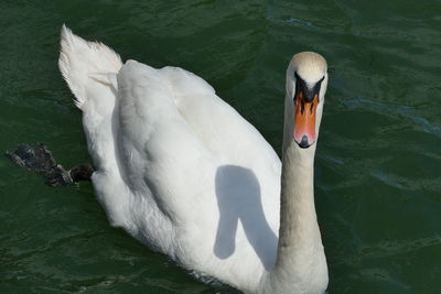 Close-up of swan in water