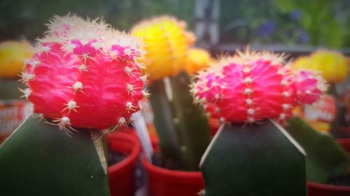 Close-up of pink flowers in pot