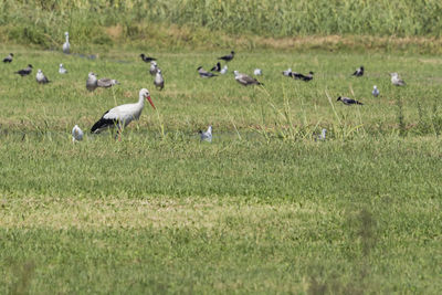 Flock of birds on grassy field