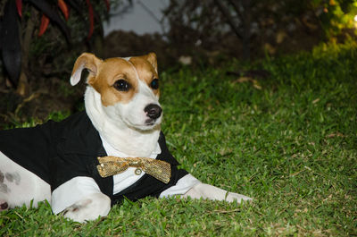 Dog looking away on field