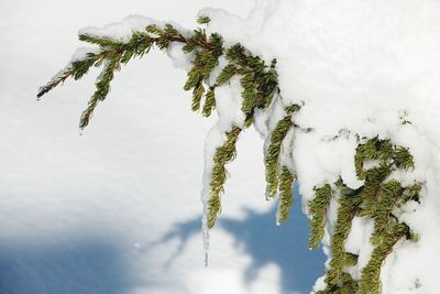 Close-up of snow covered pine tree