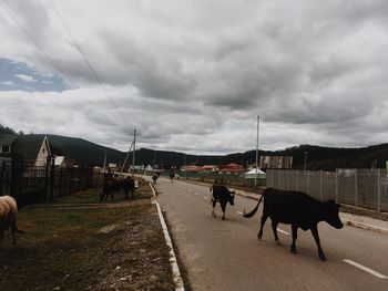 Cows walking on road against sky