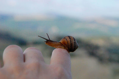 Close-up of hand holding snail