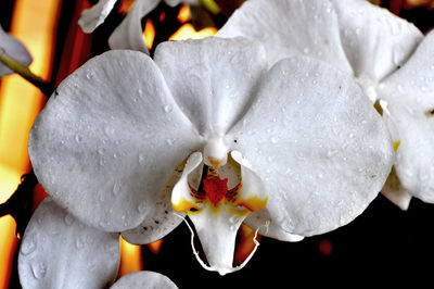 Close-up of white flowers blooming in pond