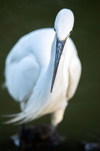 Close-up of a bird