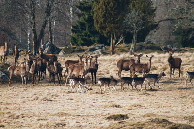 Horses on field in forest