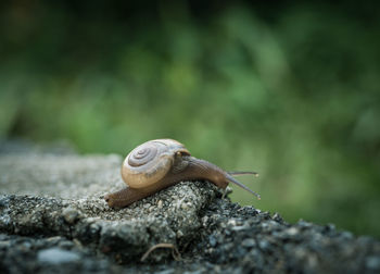 Close-up of snail on rock