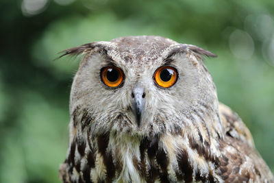 Close-up portrait of owl