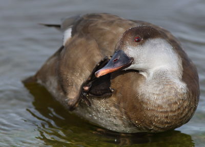 Close-up of duck swimming in lake