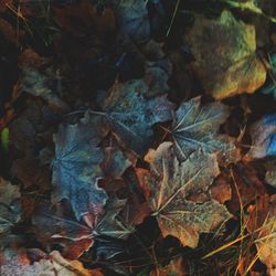 Close-up of maple leaves on tree