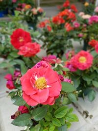 Close-up of pink flowers blooming outdoors