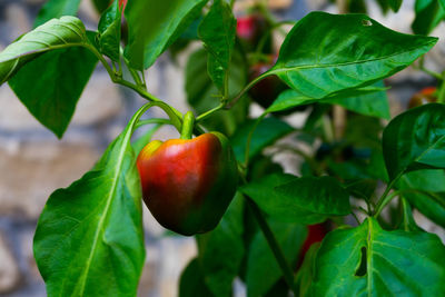 Close-up of apples on plant