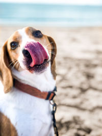 Dog on the beach