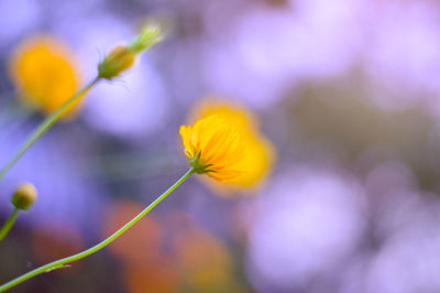 Close-up of yellow flowering plant