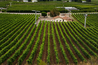 High angle view of agricultural field