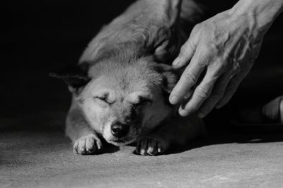 Cropped hands pampering dog relaxing on floor at home