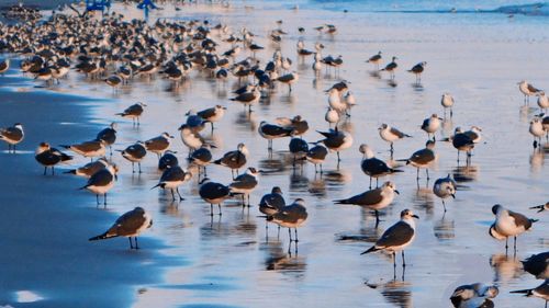 Flock of seagulls in lake