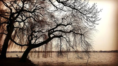 Bare tree by lake against sky