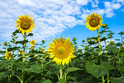 Sunflowers blooming on field against sky