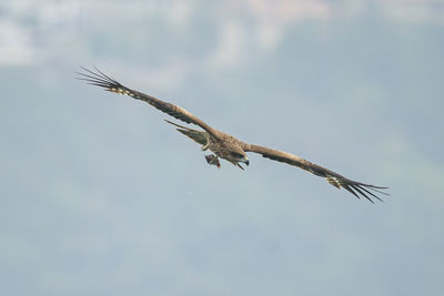 Low angle view of eagle flying in sky