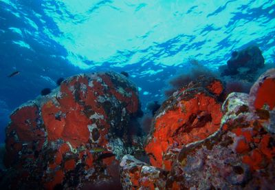 View of coral swimming in sea