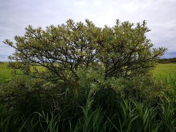 Tree in field against sky