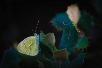 Close-up of insect on leaf