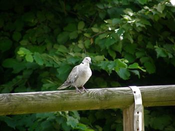 Bird perching on a tree