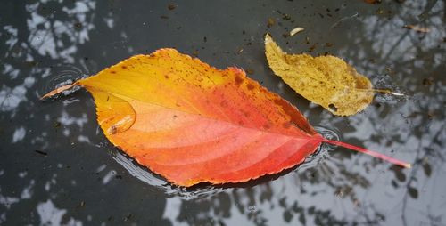 Close-up of yellow maple leaf on water