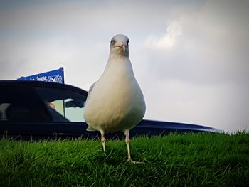 Close-up of seagull perching on grass against sky