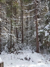 Trees in forest during winter