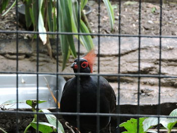 Close-up of bird in zoo