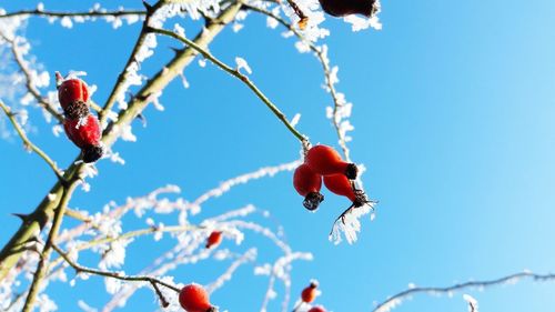 Low angle view of red berries on bare tree during winter