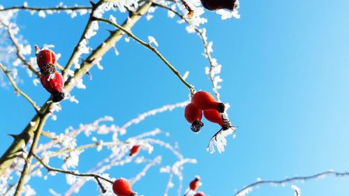 Low angle view of red berries on tree against blue sky