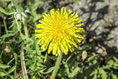 Close-up of yellow flower blooming outdoors