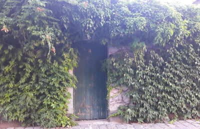 Plants and trees in park