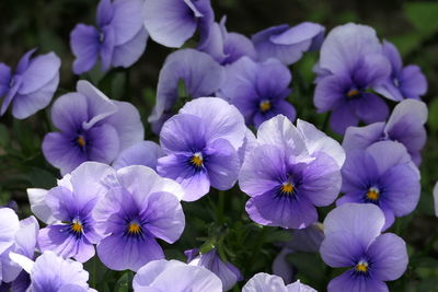 Close-up of purple flowering plants in park