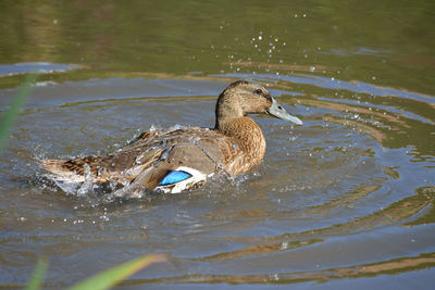 Close-up of duck swimming on lake