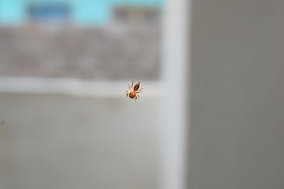 Close-up of spider