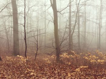 Trees in forest during sunset