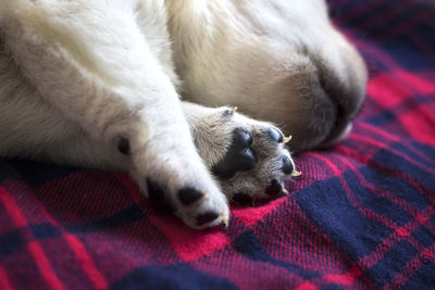 Close-up of dog