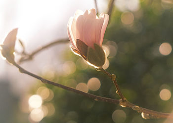 Close-up of flowering plant