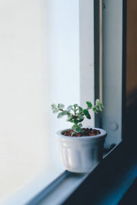 Close-up of potted plant on window sill