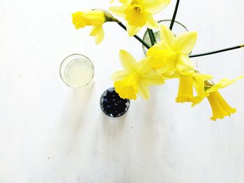 Close-up of yellow flowers over white background