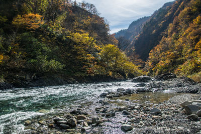 Scenic view of stream flowing through rocks in forest