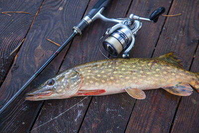 High angle view of fish on table