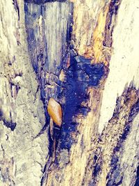 Close-up of lizard on tree trunk