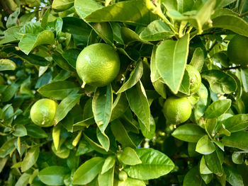Green limes growing and ripening on branches of green leafy lime tree